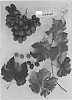 Vitis%20vinifera%20%27Sugra60%27