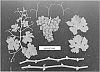 Vitus%20vinifera%20%27ARDFORTYONE%27