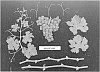 Vitus%20vinifera%20%27ARDFORTYONE%27