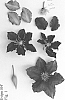Clematis%20viticella%20%27Evipo104%27