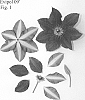 Clematis%20viticella%20%27Evipo109%27