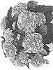 Hydrangea%20macrophylla%20%27HISEA%27