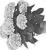 Hydrangea%20macrophylla%20%27HI%20SKY%27