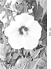 Hibiscus%20%27RutHib5%27
