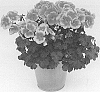 Pelargonium%20peltatum%20%28L.%29%20L%27H%C3%83%C2%A9r.%20ex%20Aiton%20x%20Pelargonium%20zonale%20%28L.%29%20L%27H%C3%83%C2%A9r.%20ex%20Aiton%20%27KLEPZ21615%27