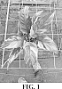 Spathiphyllum%20wallisii%20%27Lucia%27