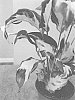 Calathea%20leitzei%20%27STELLA%27