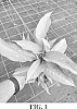 Dieffenbachia%20seguine%20%27A1%27