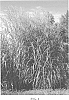 Miscanthus%20sinensis%20%27NCMS3%27