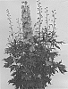 Delphinium%20elatum%20X%20%28Delphinium%20x%20belladonna%29%20%27ET%20DLP%20829%27