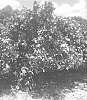 Citrus%20sinensis%20%27OLL-20%27