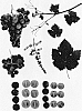 Vitis%20vinifera%20%27GENSEL%202%27