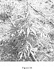 Cannabis%20spp.%20%27NaCl%27
