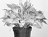 Hosta%20undulata%20%27VER10234%27