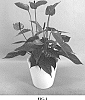 Anthurium%20andraeanum%20L.%20%27AN2265294%27