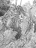 Colocasia%20esculenta%20%27Redemption%27