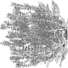 Salvia%20nemorosa%20%27DSALDRKMTR%27