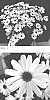Senecio%20cruentus%20%27Sene%20Niregoku%27