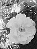Rosa%20hybrida%20%27BORUIWHIVA%27