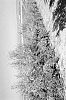 Olea%20europaea%20L.%20%27I-42%27