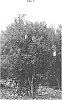 Callistemon%20citirinus%20%27CNU01%27