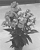 Phlox%20paniculata%20%27Dophloflawa%27