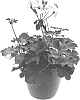 Pelargonium%20peltatum%20X%20Pelargonium%20zonale%20%27LVPI1801%27