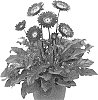 Gerbera%20hybrida%20%27MAJBUR20AA%27