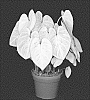 Caladium%20X%20hortulanum%20%27CRM%20FCY%20OF15-76%27
