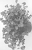 Portulaca%20oleracea%20%27DPORMPZO%27