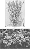 Solidago%20hybrid%20%27Sugar%20Kisses%27