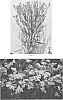 Solidago%20hybrid%20%27Sugar%20Kisses%27