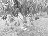 Mangifera%20indica%20%27K69%27