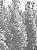 Thuja%20plicata%20%27BLTP%27