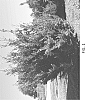 Distylium%20sp.%20hybrid%20%27DISmd-09-15%27