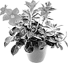Mandevilla%20hybrida%20%27LVDIP1816%27