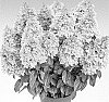 Hydrangea%20paniculata%20%27HP220902%27
