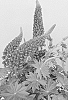 Lupinus%20hybrid%20%27ET%20LPN%20813%27