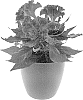 Celosia%20argentea%20var.%20cristata%20%27BKCELLUMAG%27
