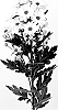 Chrysanthemum%20X%20morifolium%20%27DLFBERI1%27