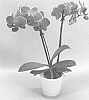Phalaenopsis%20hybrid%20%27PHA731834%27