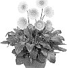 Gerbera%20hybrida%20%27MAJLIP20AA%27