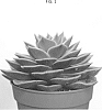 Echeveria%20agavoides%20%27AMIECH2104%27