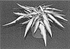 Caladium%20X%20hortulanum%20%27RIB%20WT%20OF13-530%27