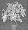 Caladlium%20X%20hortulanum%20%27CWH%20BRZ%20OF16-130%27
