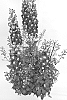 Delphinium%20elatum%20X%20%28Delphinium%20x%20belladonna%29%20%27ET%20DLP%20838%27