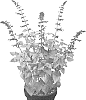 Salvia%20hybrida%20%27TL966%27