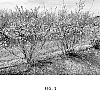 Vaccinium%20corymbosum%20%27TH-896%27