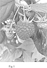 Rubus%20idaeus%20L.%20%27YANA%27