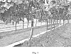 Vitis%20vinifera%20L.%20%27INIA-G3%27